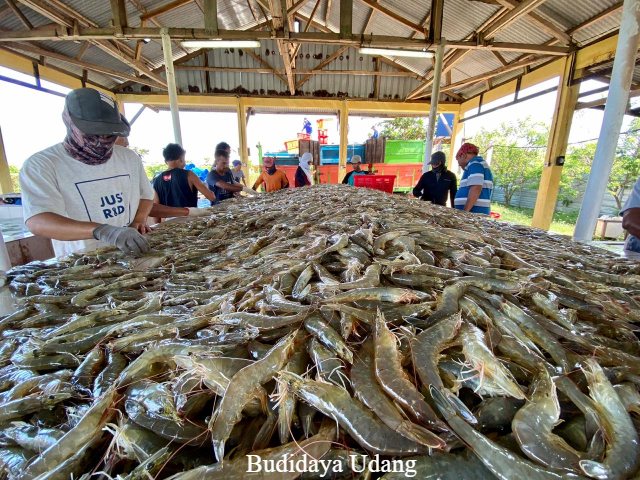 5 Konsep Dasar Budidaya Udang